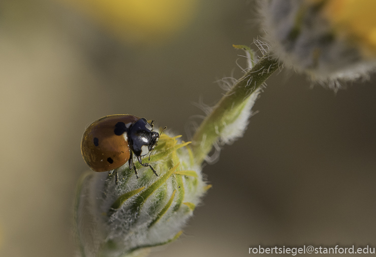 Anza Borrego